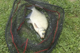 Whitefish (Leuciscinae) in landing net, South Hungary, Hungary, South Hungary, Hungary