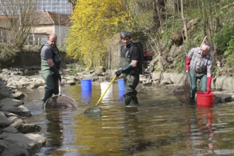 Fishermen, anglers fishing with current in the town stream of Mindelheim, fish counting and species