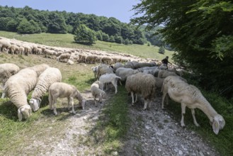 Flock of sheep (Ovis gmelini), Ferrara di Monte Baldo, Italy