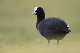 Eurasian Coot (Fulica atra) also called coot, typical and unmistakable is the white pallor, a horn