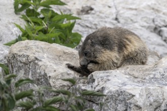Marmot (Marmota marmota), Monte Baldo, Italy