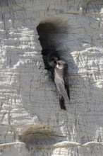 Sand martins (Riparia riparia), Emsland, Lower Saxony, Germany