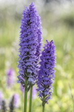 Southern marsh orchid (Dactylorhiza maculata), Emsland, Lower Saxony, Germany