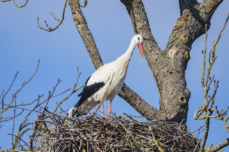 White stork (Ciconia ciconia) Germany
