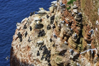 Northern gannets (Morus bassanus) and common guillemots (uria aalge) on bird cliffs, steep coast,