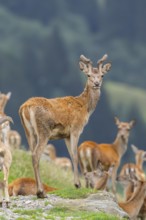Red deer (Cervus elaphus) stag on a meadow in tirol, Kitzbühel, Wildpark Aurach, Austria