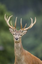 Red deer (Cervus elaphus) stag, portrait, tirol, Kitzbühel, Wildpark Aurach, Austria