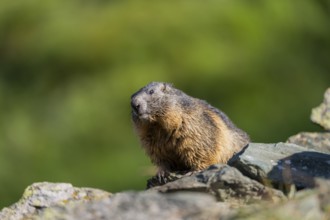 Alpine marmot (Marmota marmota) in autumn, Grossglockner, High Tauern National Park, Austria
