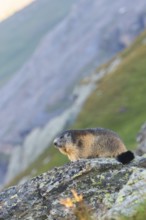 Alpine marmot (Marmota marmota) in autumn, Grossglockner, High Tauern National Park, Austria