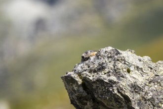 Alpine marmot (Marmota marmota) in autumn, Grossglockner, High Tauern National Park, Austria