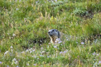 Alpine marmot (Marmota marmota) in autumn, Grossglockner, High Tauern National Park, Austria