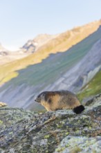 Alpine marmot (Marmota marmota) in autumn, Grossglockner, High Tauern National Park, Austria