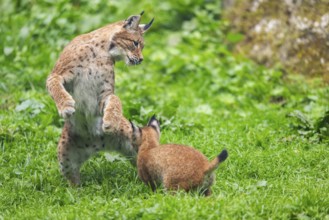 Eurasian lynx (Lynx lynx) youngster on a meadow, Bavaria, Germany