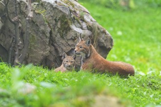 Eurasian lynx (Lynx lynx) mother with her youngster, Austria