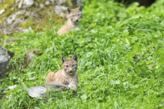 Eurasian lynx (Lynx lynx) youngster on a meadow, Bavaria, Germany