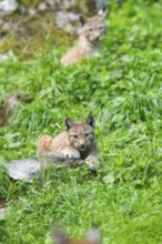 Eurasian lynx (Lynx lynx) youngster on a meadow, Bavaria, Germany