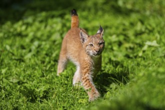 Eurasian lynx (Lynx lynx) youngster on a meadow, Bavaria, Germany