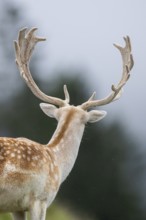 European fallow deer (Dama dama) stag, portrait, tirol, Kitzbühel, Wildpark Aurach, Austria