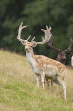European fallow deer (Dama dama) stags on a meadow, tirol, Kitzbühel, Wildpark Aurach, Austria