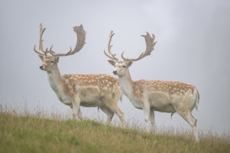 European fallow deer (Dama dama) stags on a meadow, tirol, Kitzbühel, Wildpark Aurach, Austria
