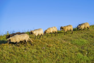 Domestic sheep (Ovis orientalis aries) at sunrise in the Mountains at Hochalpenstraße, Pinzgau,