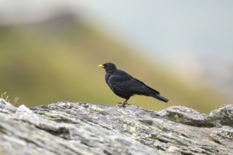 Yellow-billed chough (Pyrrhocorax graculus) in the mountains at Hochalpenstraße, Pinzgau, Salzburg,