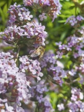 Narrow-leaved summer lilac, narrow-leaved butterfly bush (Buddleja alternifolia), drone sitting on