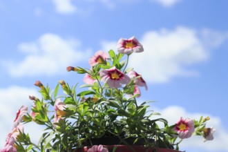 Blooming magic bells (Calibrachoa), in front of a blue sky, North Rhine-Westphalia, Germany