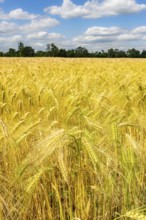 Grain field, in front of harvest, barley, near Bottrop-Kirchhellen, North Rhine-Westphalia, Germany