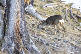 Roe deer (Capreolus capreoöus) Germany