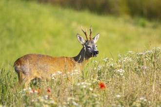 Roe deer (Capreolus capreoöus) Buck Germany