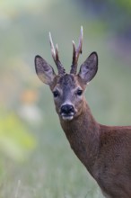 Roebuck in the vineyard in summer, Wittlich, Rhineland-Palatinate, Germany