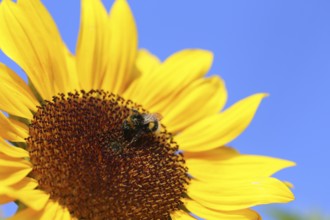 Close-up of a sunflower. A bee collects pollen and nectar from the flower