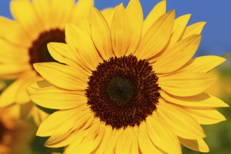 Close-up of a sunflower