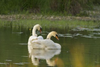 Mute swans (Cygnus olor), juveniles, water, Lower Austria