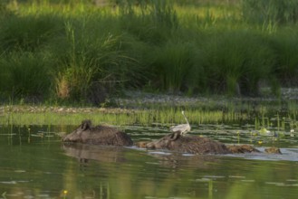 Wild boar (Sus scrofa), young animals, swimming, grey heron (Ardea cinerea), water, Lower Austria