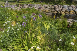 Blooming flowers at the Lachsenbach, Eckernförde, Baltic Sea, Schleswig-Holstein, Germany