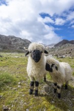 Two Valais Blacknose sheep (Ovis gmelini aries), high alpine mountain valley, Obere Senner Egete,