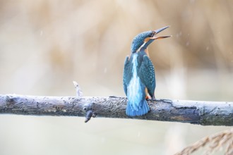 Kingfisher (Alcedo atthis) Germany