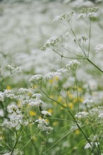 Meadow chervil (Anthriscus sylvestris), May, Germany