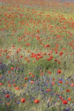 Beautiful picturesque poppy field, June, Germany