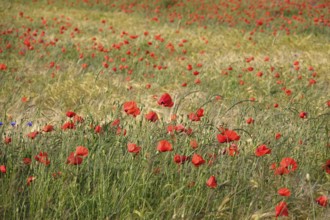 Beautiful picturesque poppy field, June, Germany