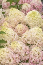 Panicle hydrangea (Hydrangea paniculata PINKACHU), (LK), BS Sämann, Germany