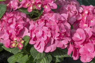 Garden hydrangea (Hydrangea macrophylla 'Duro'), BS Sämann, Germany