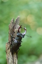 Fascinating stag beetle (Lucanus cervus), insect of the year 2012, June, Saxony, Germany