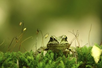 Grass frog (Rana temporaria), June, Saxony, Germany