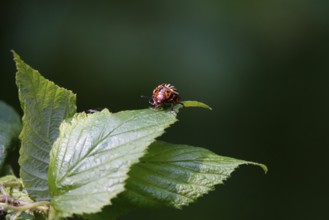 Colorado potato beetle, June, Germany