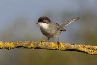 Velvet-headed warbler, (Sylvia melanocephala) Animals, Birds, Warbler family, Songbird, Sierra de