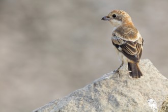 Red-headed Shrike, (Lanius senator), animals, birds, songbird, shrike family, on perch, biotope,