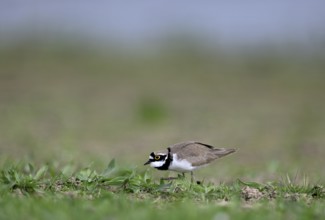 Little Ringed Plover (Charadrius dubius), Lower Rhine, North Rhine-Westphalia, Germany